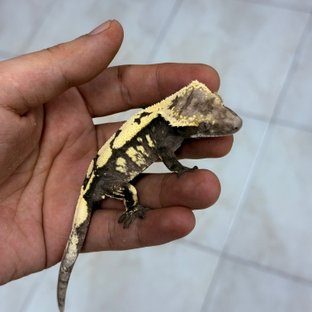 메이하뮬