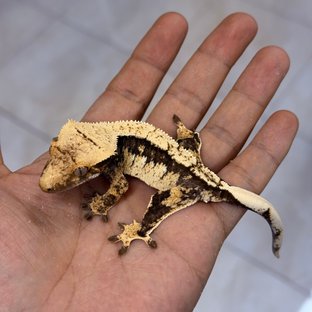 블랙라스