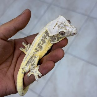 Lilly Axanthic