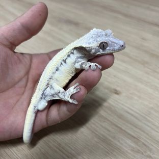 브라운