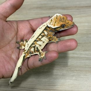 세이블