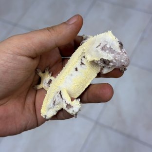 헤라BN