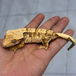 Normal 100% Het Axanthic