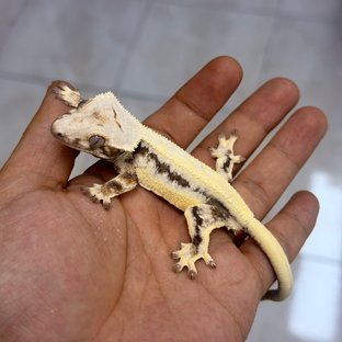 블랙검단2
