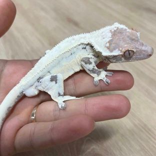 윈터