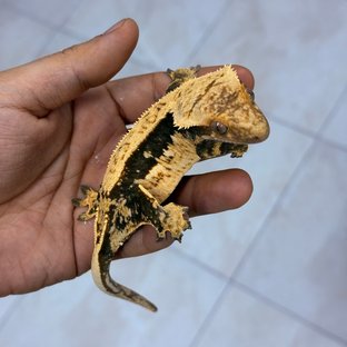 깜미2(깜보루비)