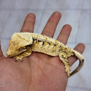 이든칼숲61