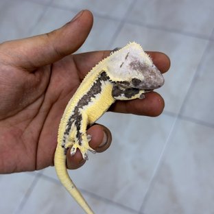 빅터구래