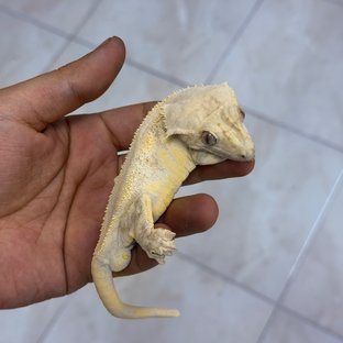 테라