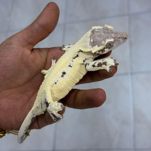 윈논(윈터논릴3)