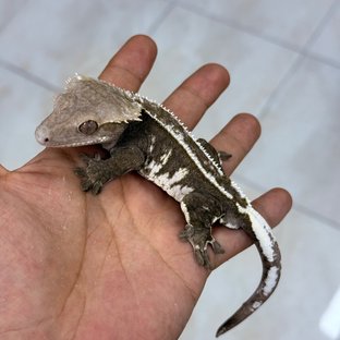 Axanthic