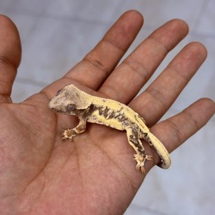 레이드래곤