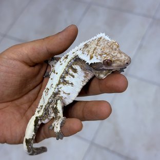 카인