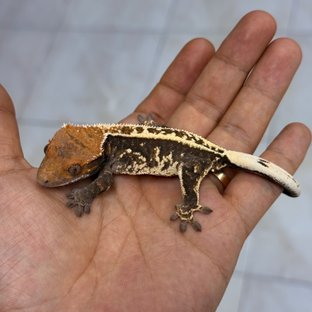몽환흑논