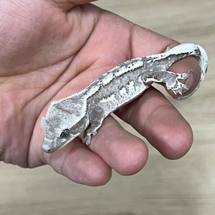 은우메리