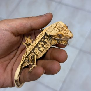 Normal 100% Het Axanthic