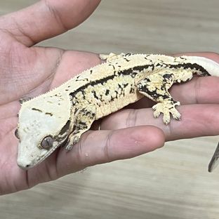 윈터애매