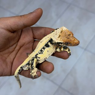 할바(할리헤바)