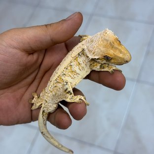 백사콜4