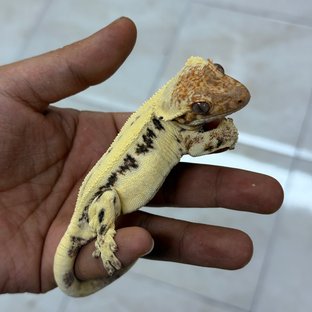 이브레카