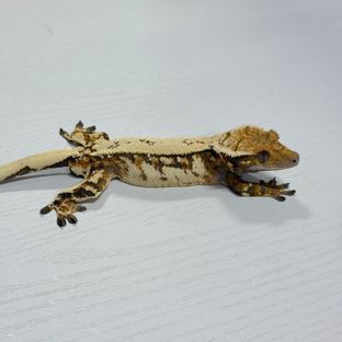 세이블