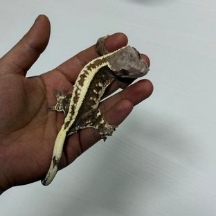 흑논2(흑백논릴)