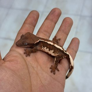 Chocho
