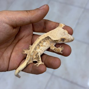 백사SJ8