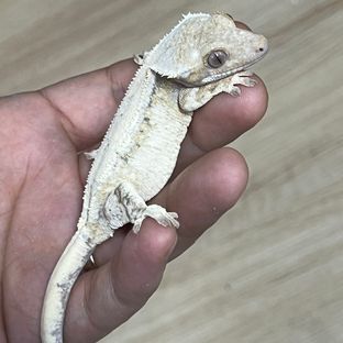 세이블