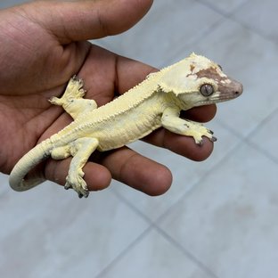 백금