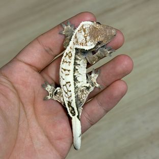 세이블