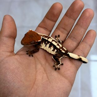 연유빌리