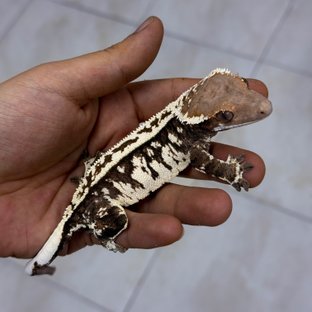 대호화이트
