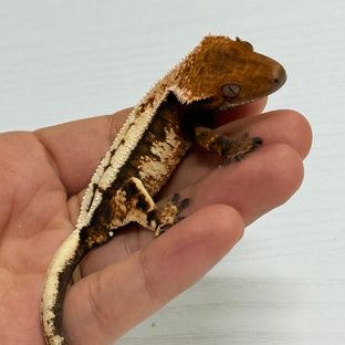 세이블
