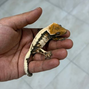 세이블