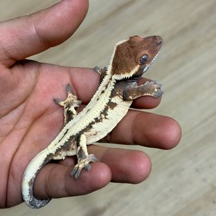 세이블