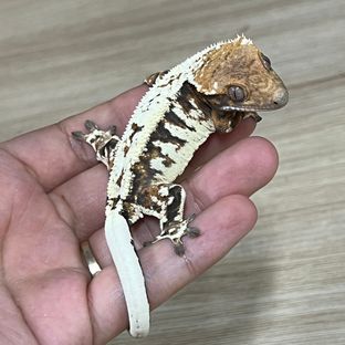 카푸치노