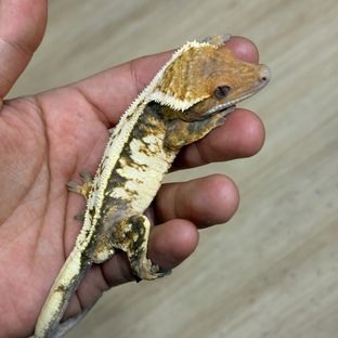 세이블