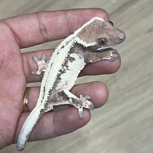 세이블