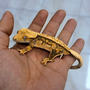 Normal 100% Het Axanthic