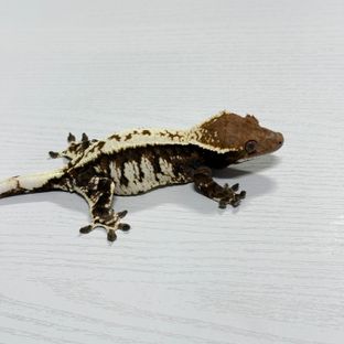 카푸치노