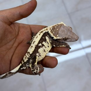 대쫑(대호x쫑득)