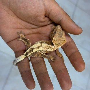 Sable 100% Het Axanthic