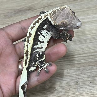 카푸치노