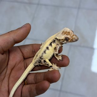 LW Sable 100% Het Axanthic