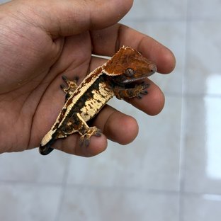 연유빌리