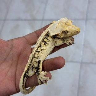 이파