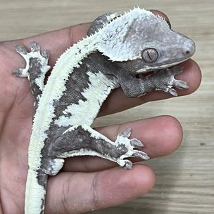 로이