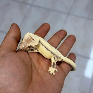 LW Sable 100% Het Axanthic