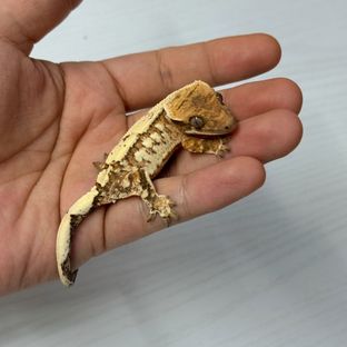 세이블